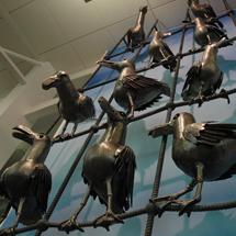 Seagulls